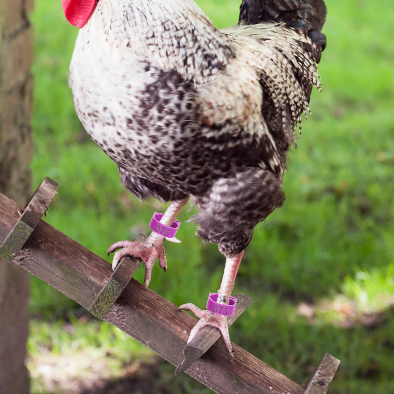 100 قطعة أربطة ساق الدجاج مرقمة السلس خفيفة الوزن تحديد الدواجن خواتم للدجاج الحمام البط أوزة الحيوانات الأليفة بمناسبة #4