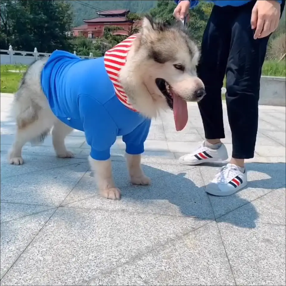 

2025 Blue matching pet owner clothes pet clothes dog hooded pet parent-child clothing stripe French Teddy small dog cat clothing