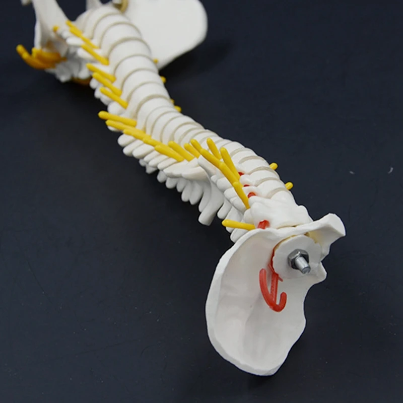 45CM Human Spine With Pelvic Model Human Anatomical Anatomy Spine Model Spinal Column Model+Stand Fexible