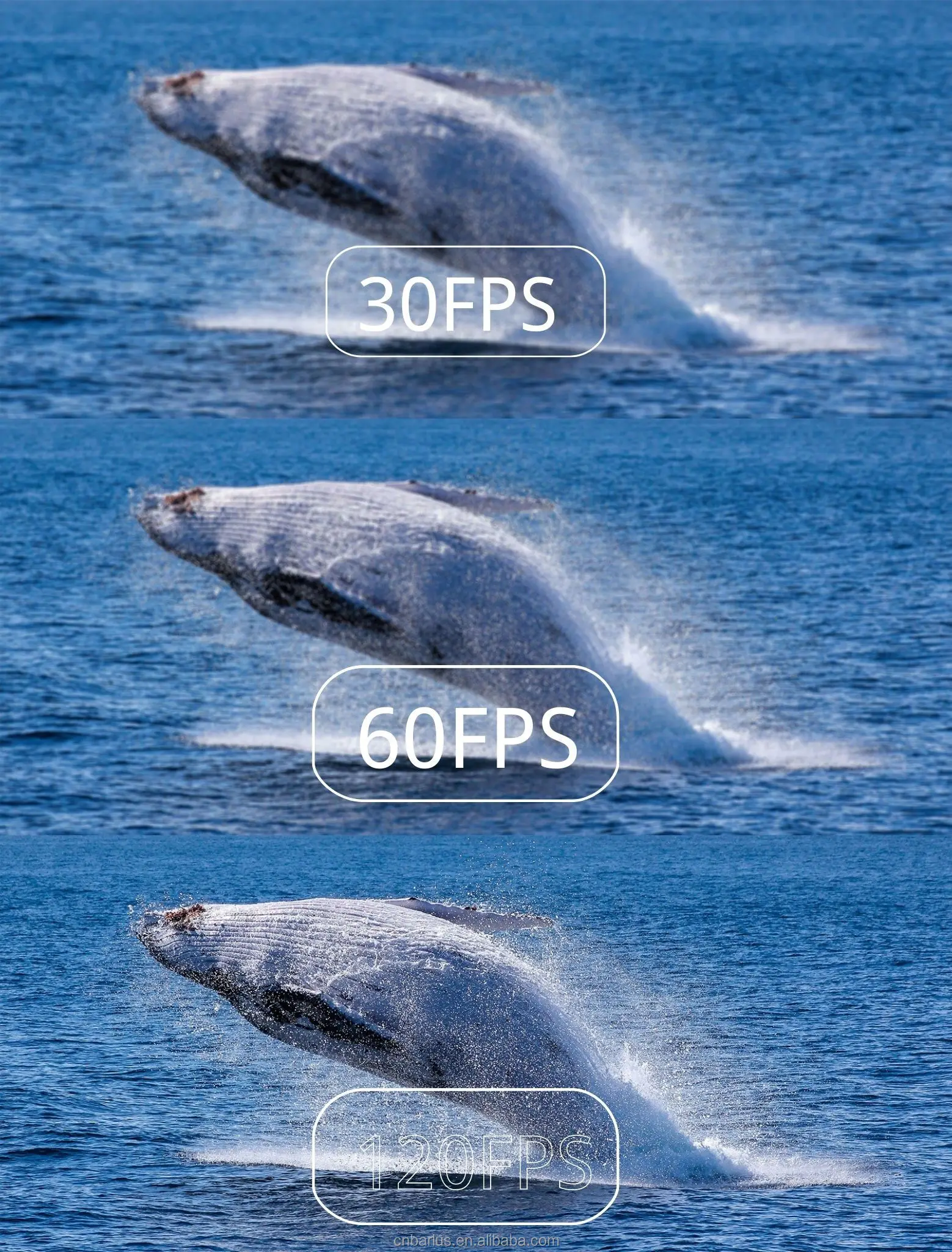 كاميرا Barlus من الفولاذ المقاوم للصدأ بدرجة مياه البحر مع ضوء ملء لبيئات أغمق #4