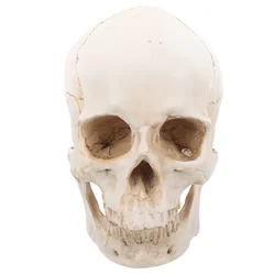 Resin Skull Realistic Model Human Size Head Sculpture Fake Crafts Aldult