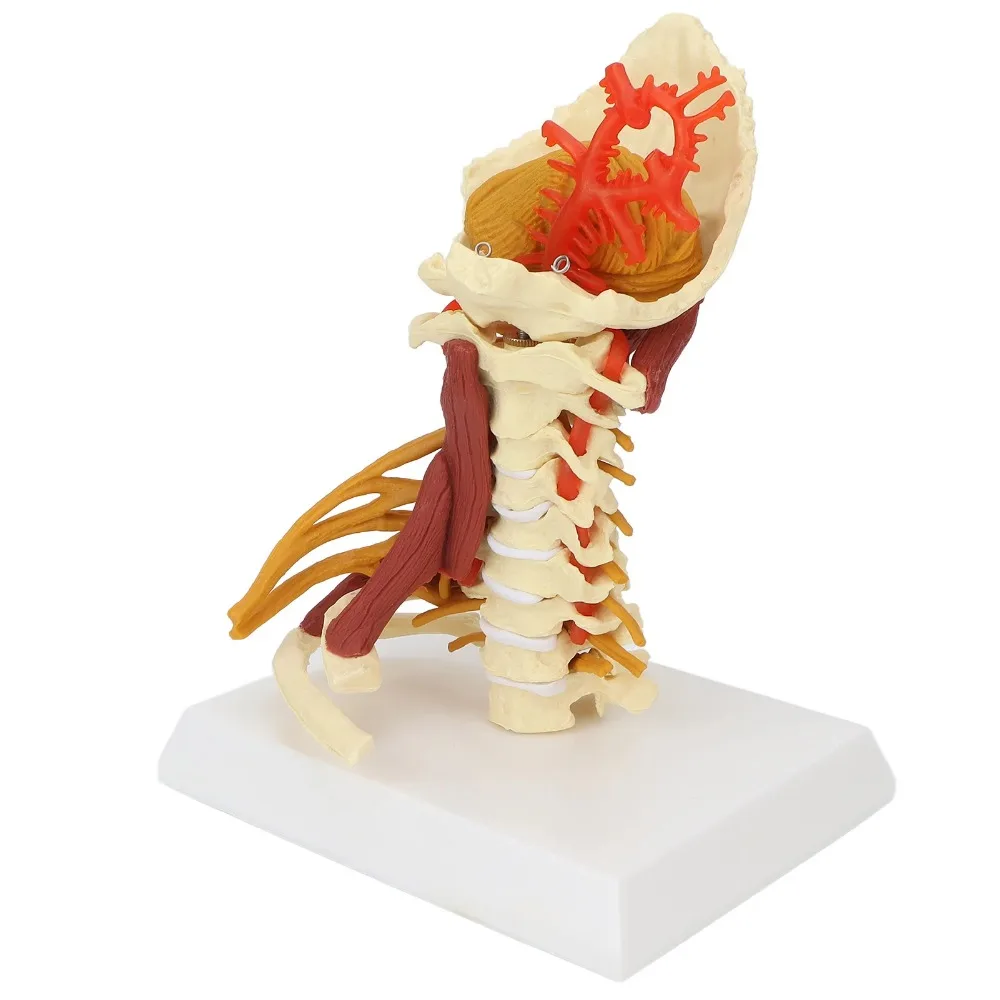 1:1 Life Size Human Anatomical Model Removable Human Spinal Nerves Model Cervical Vertebra Body Spine Anatomy Spinal Model Hot