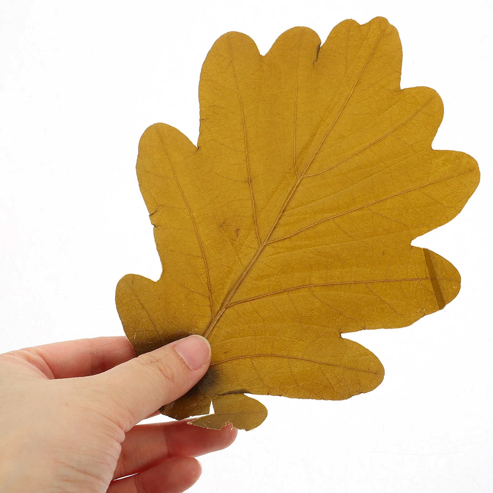 20 Pcs Leaf Decoration Sushi For Sashimi Dish Japanese Food Decorations Plant Decors Serving