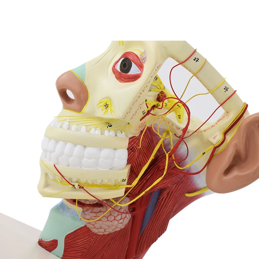 Human head nerve model section with vascular nerve model Medical teaching model Head medical anatomy