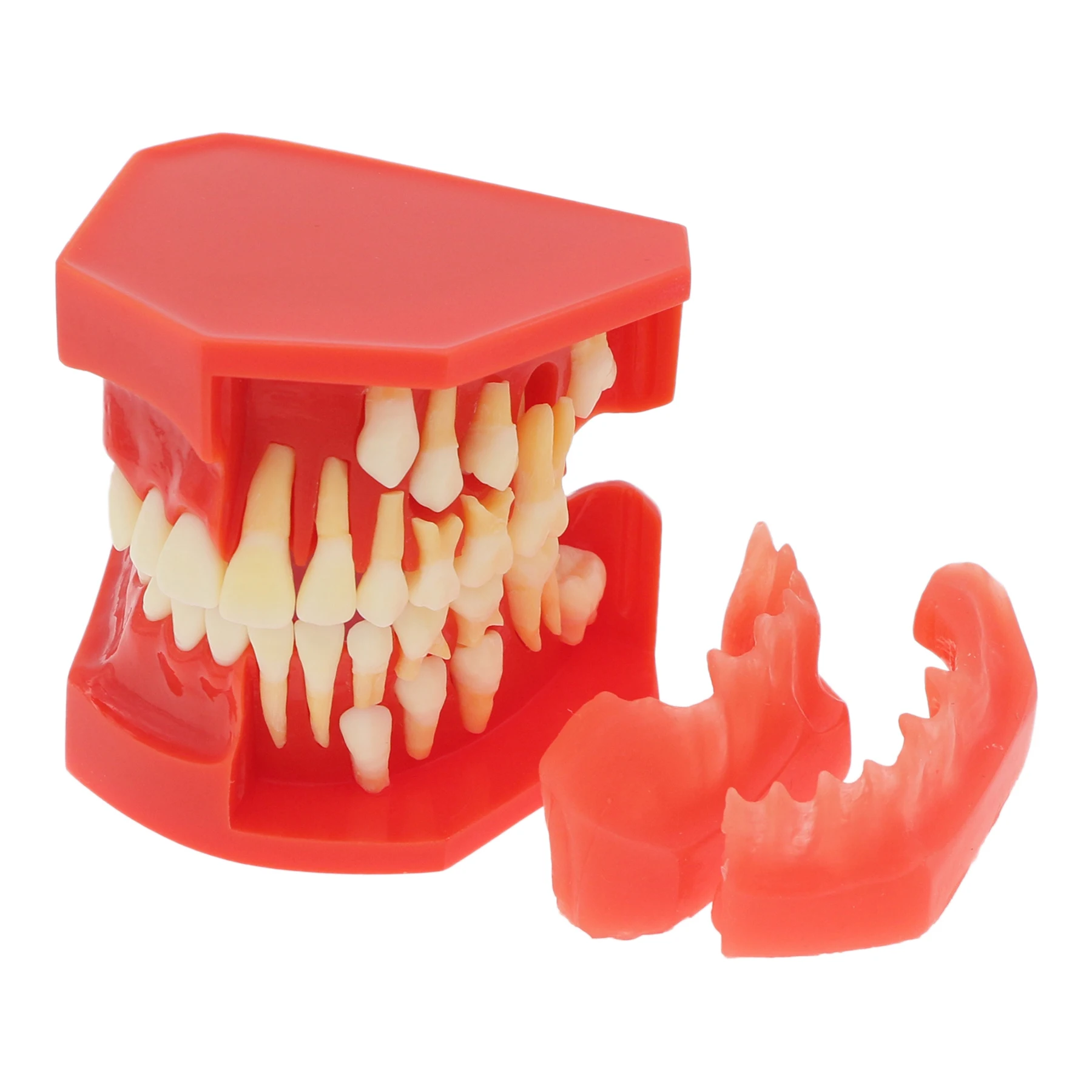 

Dental Teeth Permanent Tooth Model Alternate Demonstration Study Teach M7013