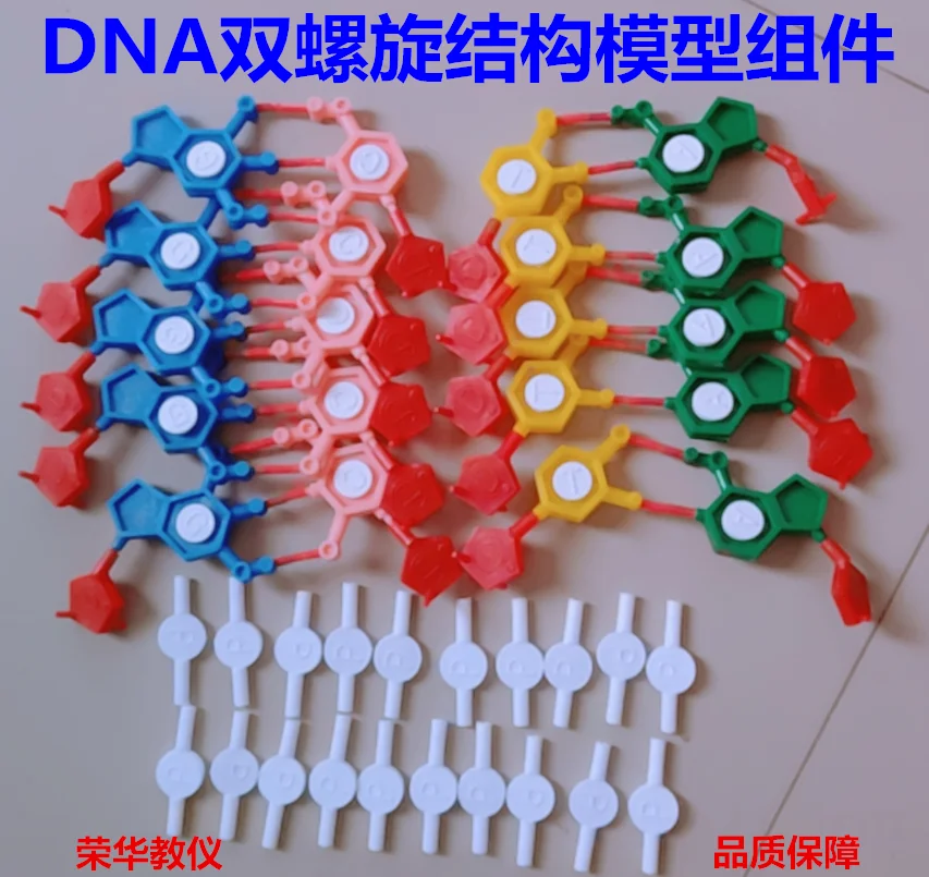 DNA double helix structure model assembly J3242 chromosome assembly Nucleotide standard configuration teaching instrument