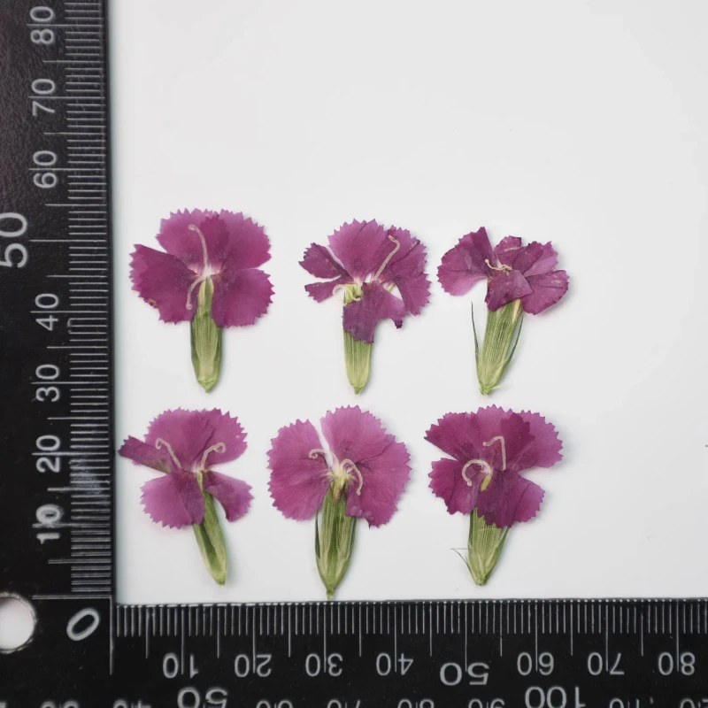 24 Stück/2–3 cm, Natur Nelke getrocknete Blume geprägte Akazie Pflaume echte Blume dekorative Fotorahmen DIY Epoxid Schmuck Blütenblatt Make-up – Detail 9