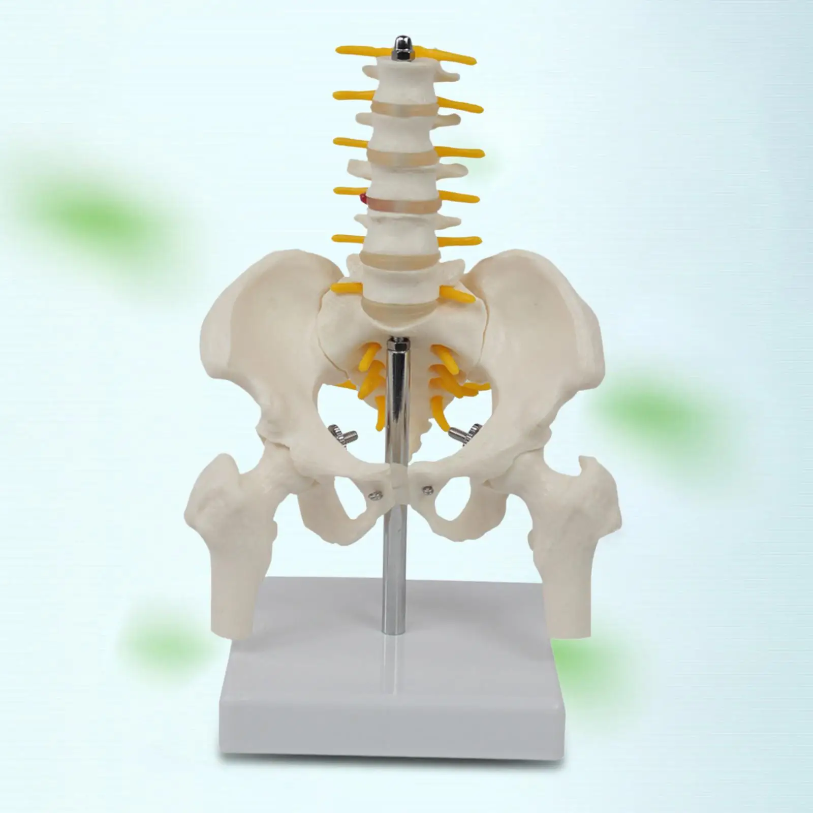 Life-Sized PVC Human Pelvis and Vertebrae Teaching Set for Children's Education