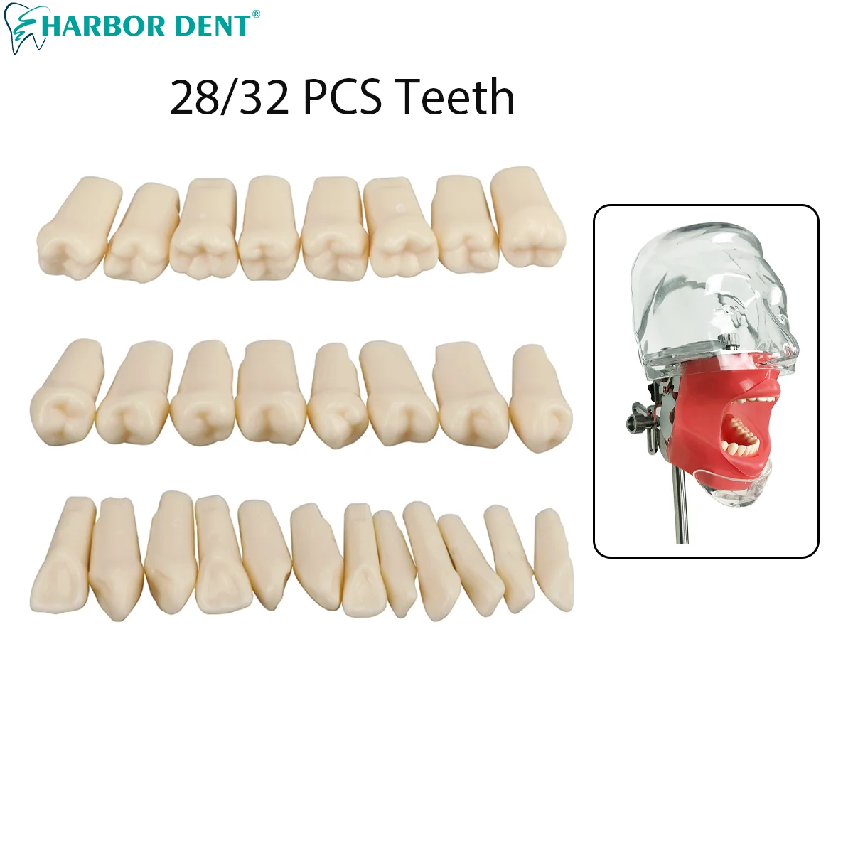 Dental Resin Simulation Tooth Model For Dentist Practice Replacement Teeth 28/32Pcs Dentistry Teaching Accessories