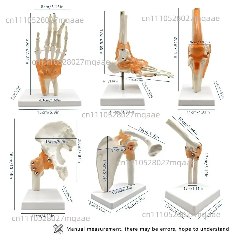 Lifesize Human Joint Model Shoulder Elbow Hip Knee Hand Foot Joint Bone Models Human Skeleton Anatomy Model