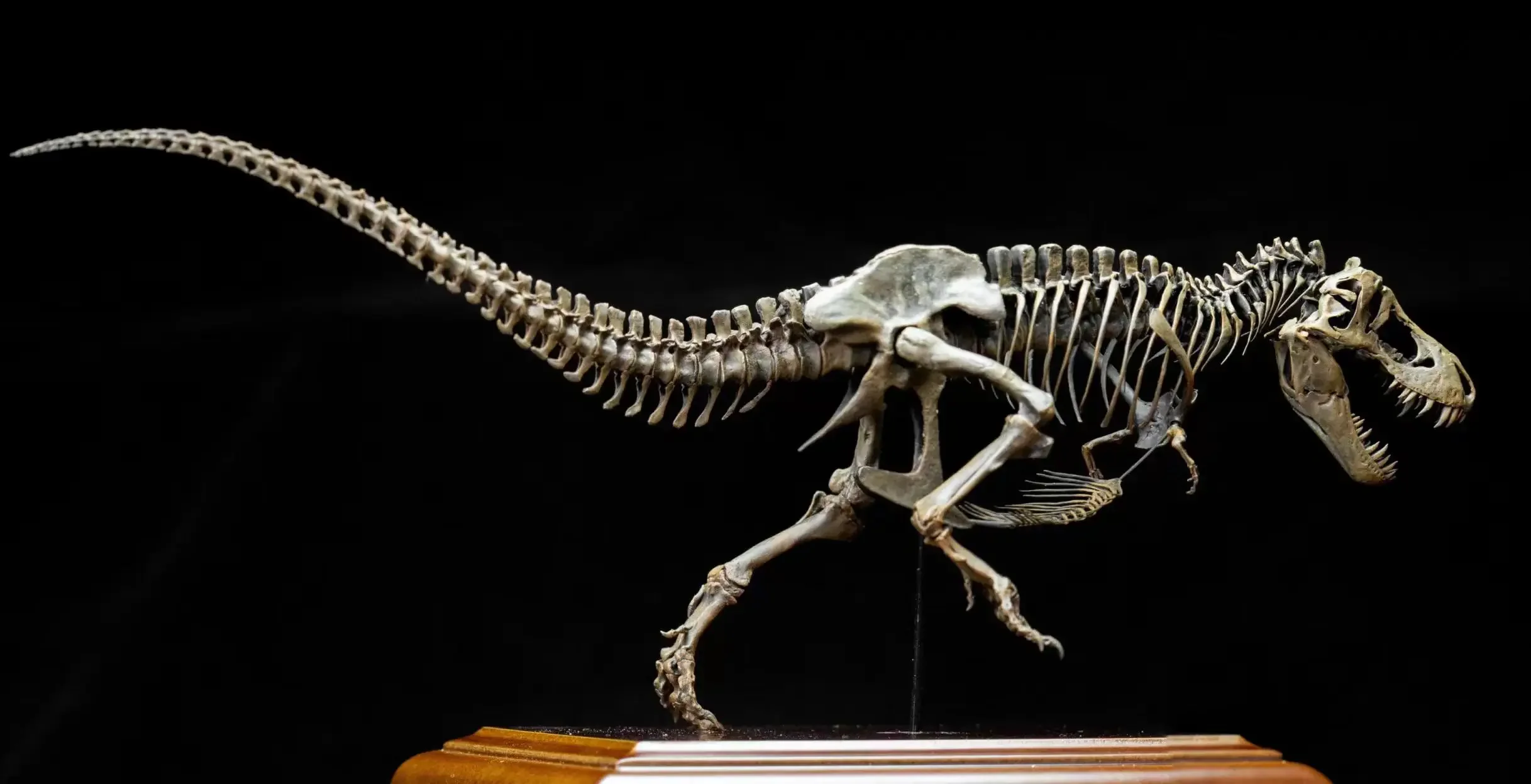 VWUVWU 1/20 Tyrannosaurus Skeleton Model T-Rex Dinosaur Collection Animal Statue Adult Decoration Birthday Gift Realistic Toy