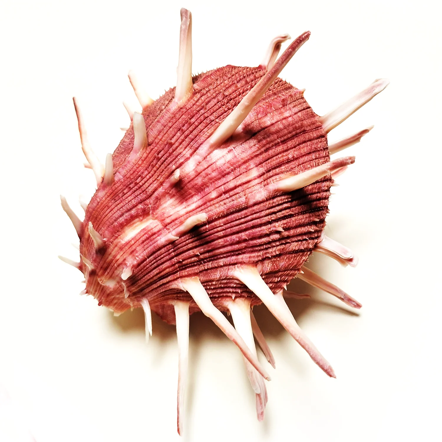 9-11CM Red Spondylus Regius Natural Large Spiny Oysters Thorny Oyester Collection Specimen Beach Decoration Fish Tank Supplies