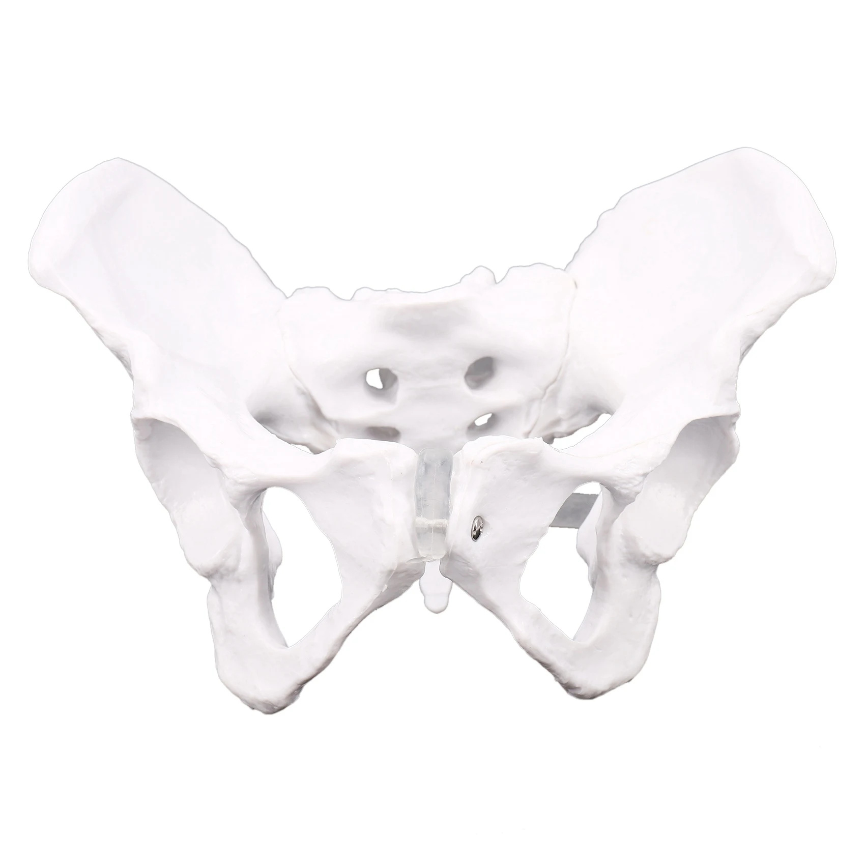 Female Anatomy Pelvis Pelvic Skeleton Throat Anatomical Anatomy Skull Sculpture Head Body Model