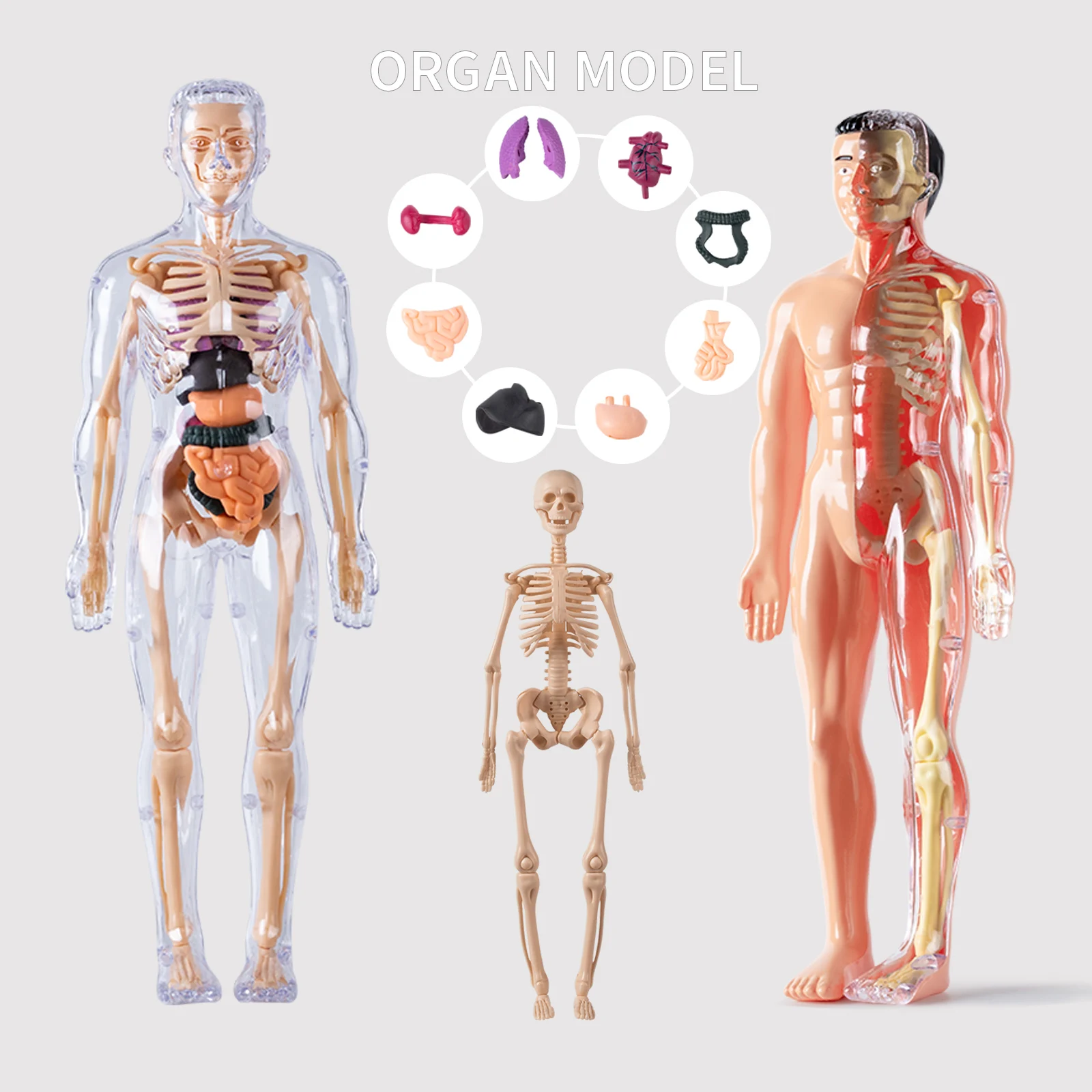 Juguetes de órganos humanos, simulación de modelo de esqueleto humano desmontable, ensamblaje médico, estructura de maletero, juguetes educativos viscerales