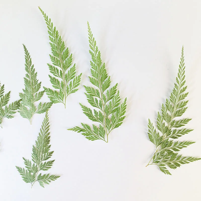 

100Pcs Natural Pressed Green Fern Specimens in Various Sizes, Plant Specimen Coasters, Frame Specimens, Handmade Leaf Stickers, Phone Case Pressed Flowers, Table Lamp Resin Pressed Flowers, Dried Flowers