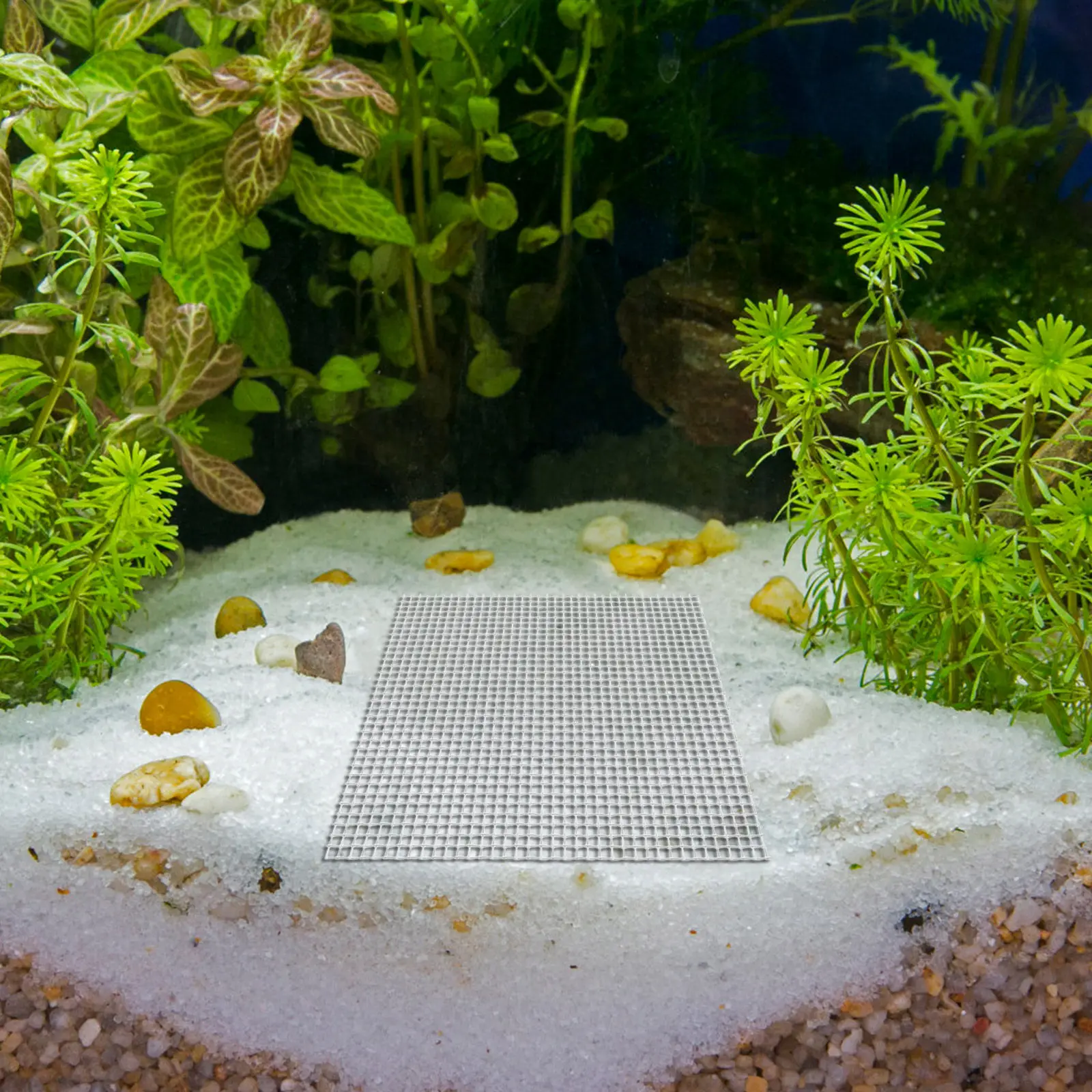 12Pcs Stainless Steel Aquarium - Aquarium Fish Low Maintenance recension och pris