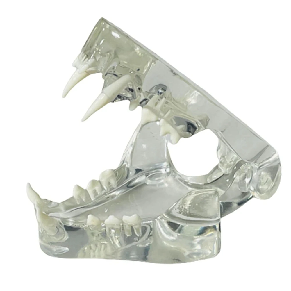 Transparent Canine Teeth Anatomical Model Dental Animals Oral Tooth Jaw for Veterinary Educational Tool (Cat)