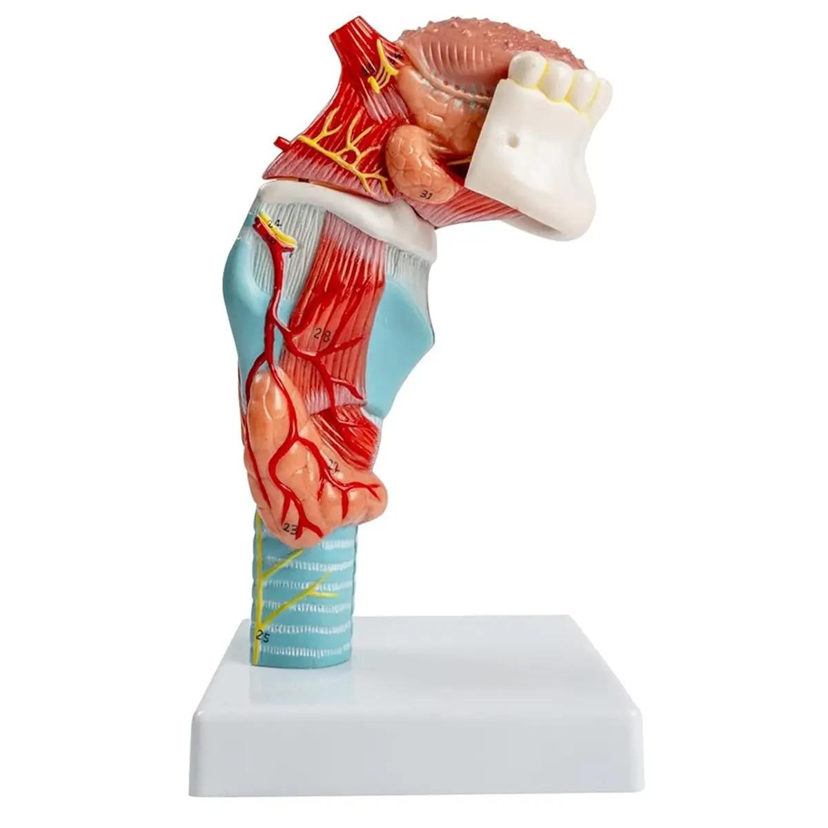 DT38 Human Tongue-Throat Anatomy Model, Tongue-Tooth-Throat Model Life-Size Includes Tongue Teeth Thyroid Gland Larynx
