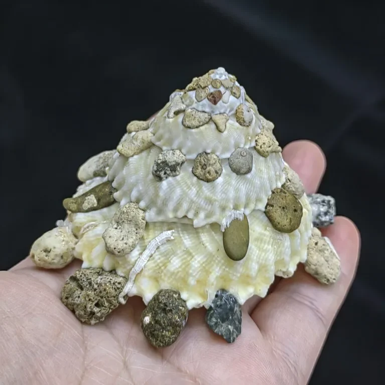 

Genuine Pallid Carrier Shell Xenophora Pallidula Sea Shells Ocean Conch forHome Decorating Beach Collection Fish Tank nautical