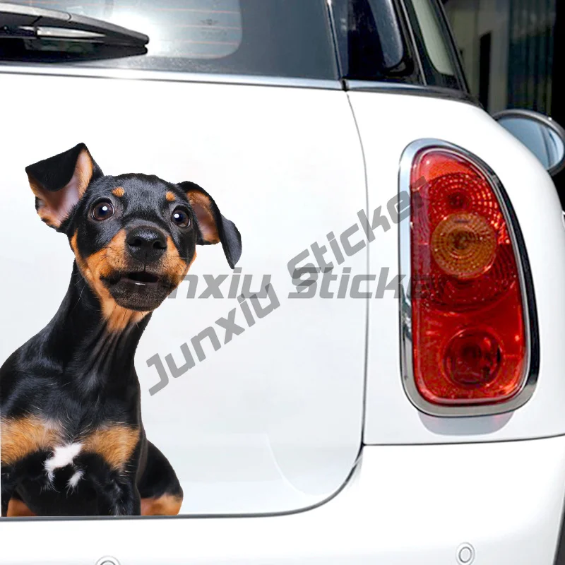 

Car Sticker Miniature Pinscher Dog Pet Animal Waterproof Vinyl Decal Car Accessories Decor Pegatinas Para Coche