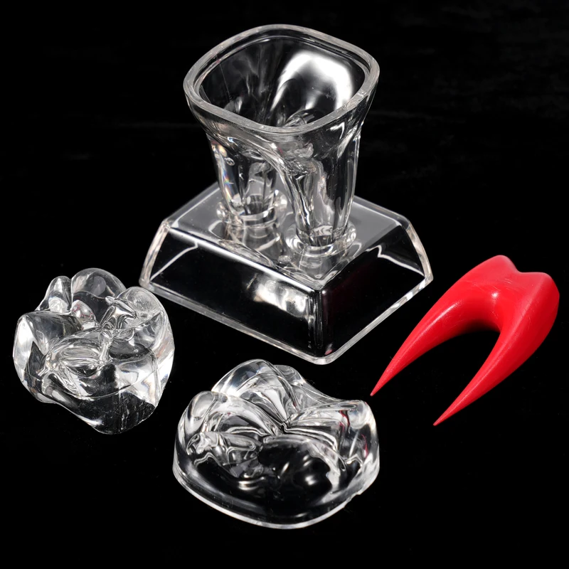 Large Tooth Molar Model Separable Teaching Demonstration Model Transparent Dentistry Material Dental Lab Teeth Model