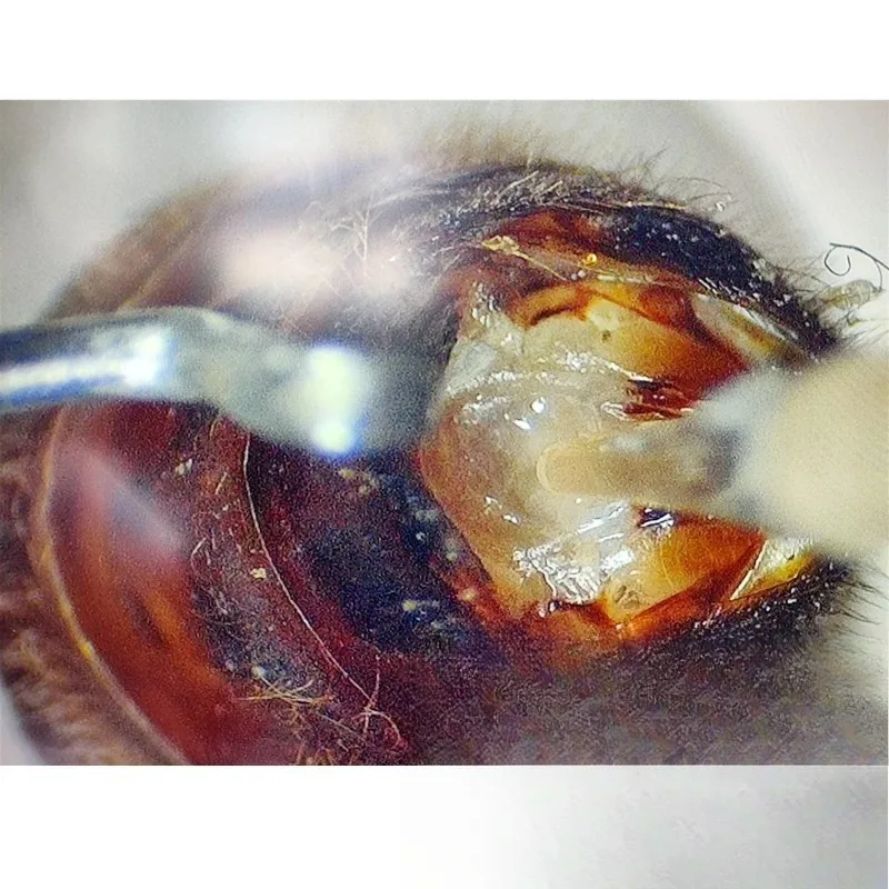 Simple And Convenient Queen Bee Artificial Honeybee Artificial  Tool Spiral Propulsion