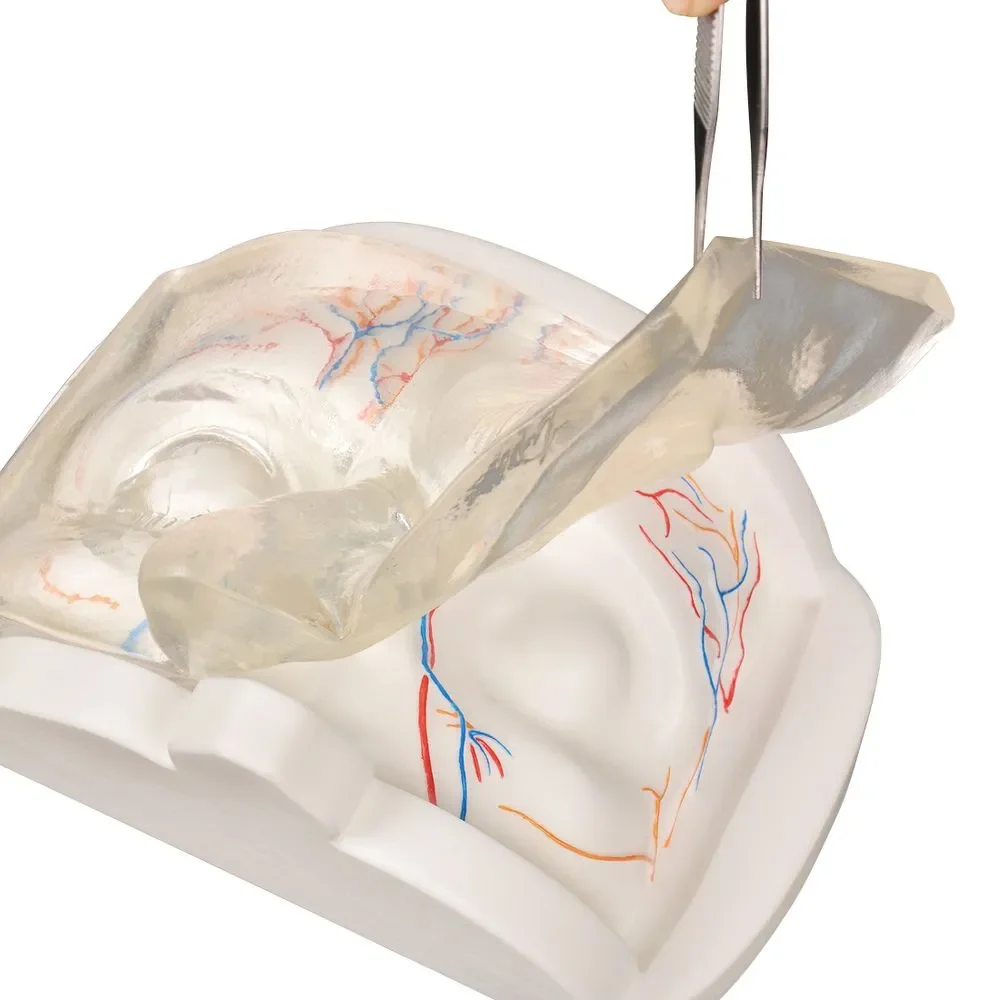 Clear Upper Facial Injection & Thread Lifting Training Model with Simulated Blood Vessels