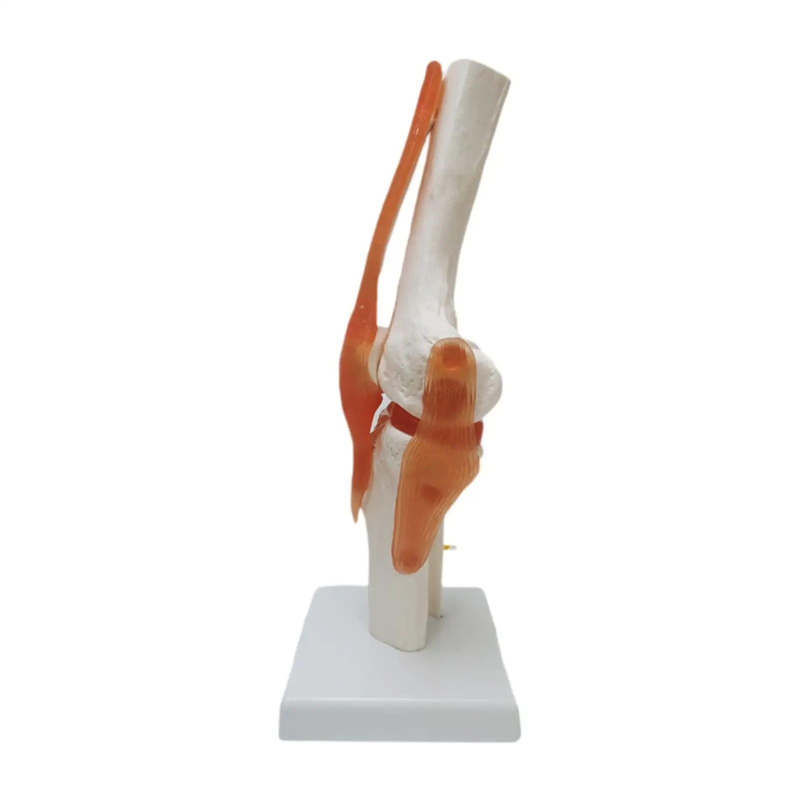 Human Knee Joint Model Bendable Lightweight with Ligaments Knee Anatomy Model for Studying Lab Classroom School Training