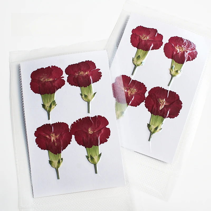Natur geprägte Polystyrol Nelke, neue primäre getrocknete Blume DIY Epoxy Handytasche Blumen Lesezeichen Hochzeitsdekoration, 4 Stück – Detail 5