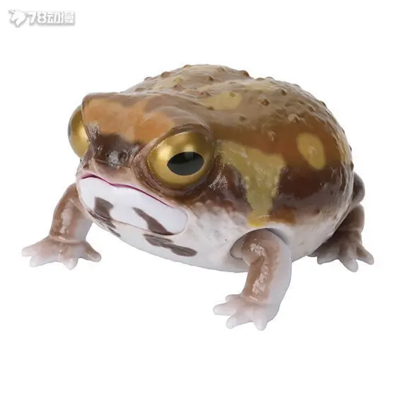 Bandai Gashapon ของแท้ 'ภาพประกอบทางชีวภาพ' Series - Horned Frog, Short-Headed Frog & Bread Frog Figures (Collectible Na