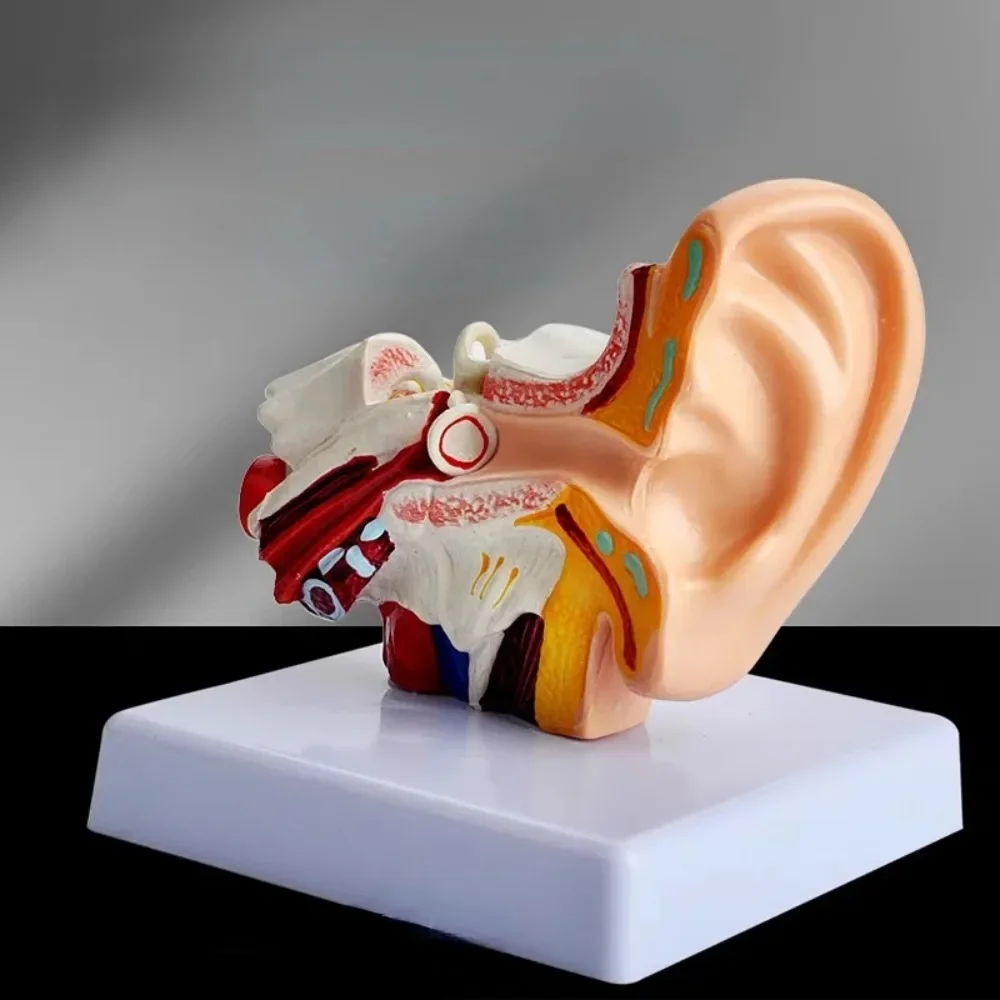 

Scientific Anatomy Teaching Human Ear Model 1.5 Times The Size of Anatomy Research Display Anatomy Research Display Supplies