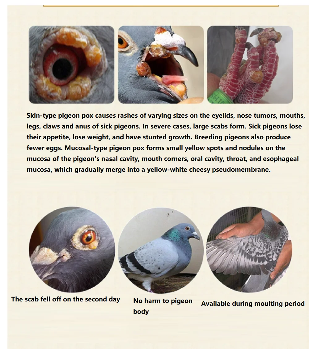 Perawatan Cacar Burung untuk P - Skincare Pigeon ulasan dan harga