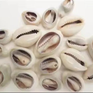 ZŁOTY RÓŻKA COWRIE