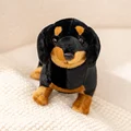 dachshund