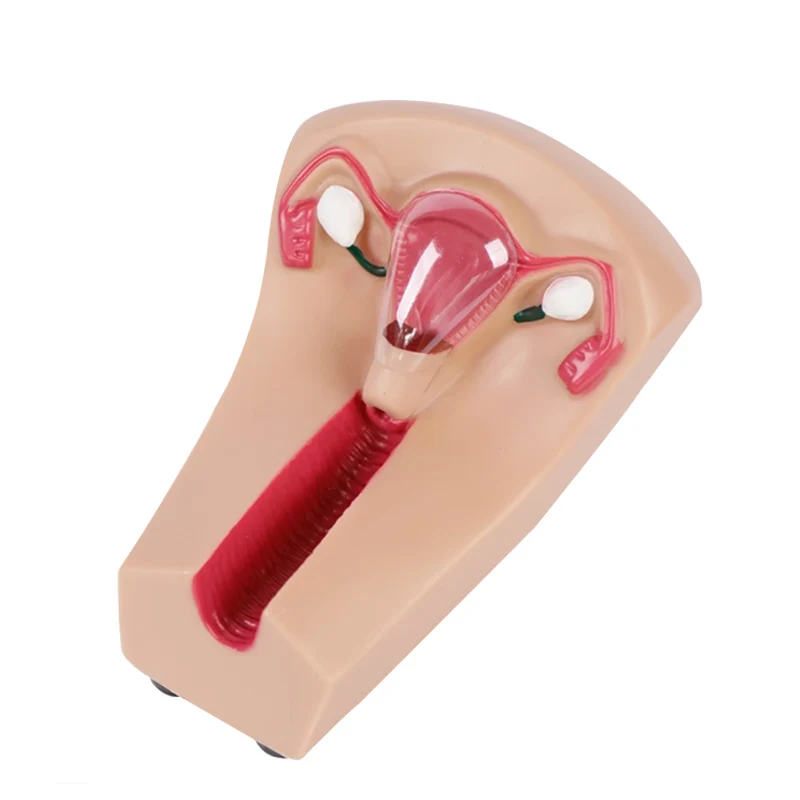 

Female IUD Training Model Genital Intrauterine Contraceptive Device Anatomical Model Medical Teaching Mold