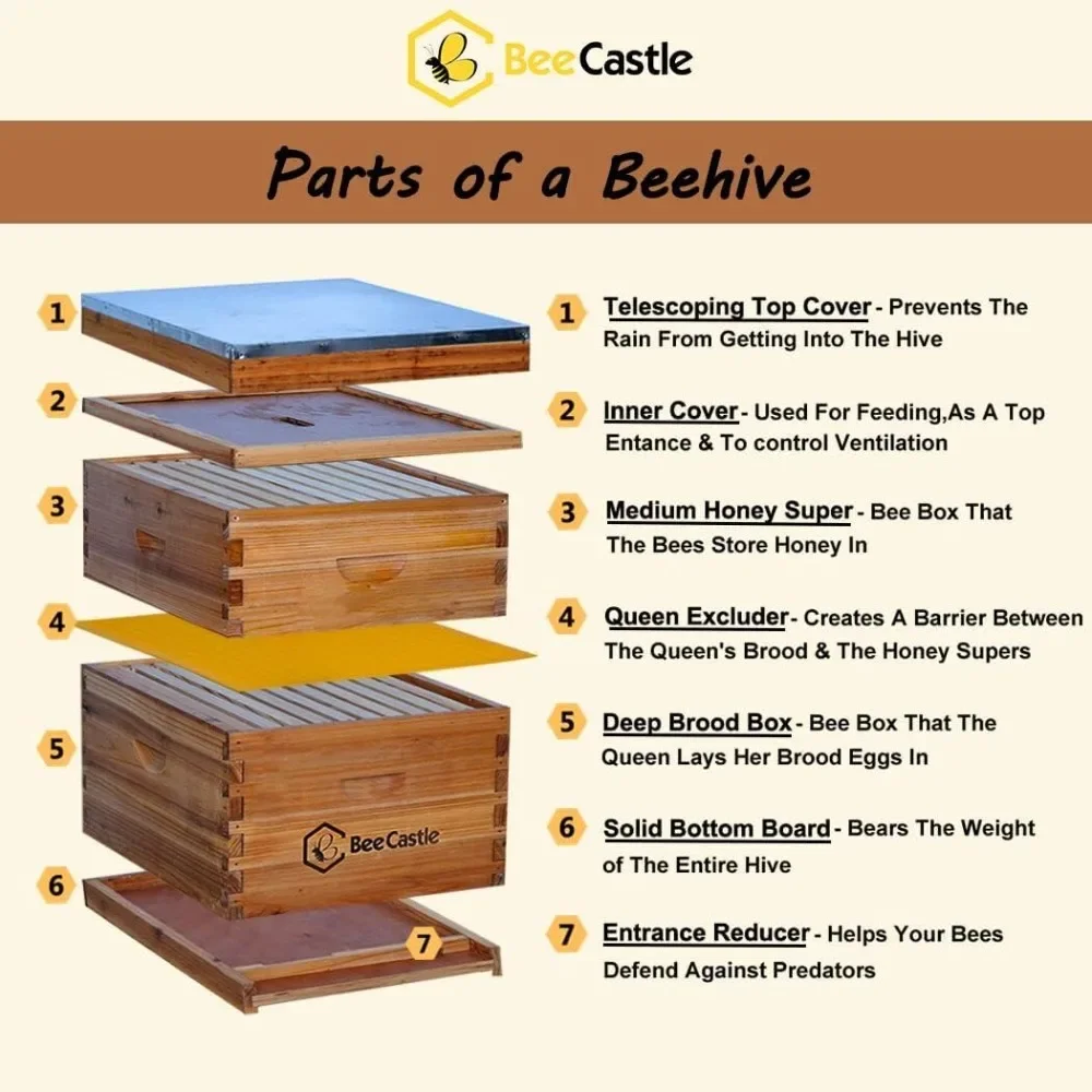 

10-Frames Complete Beehive Kit, 100% Beeswax Coated Bee Hive Includes Beehive Frames and Beeswax Coated Foundation Sheet (2 Lay