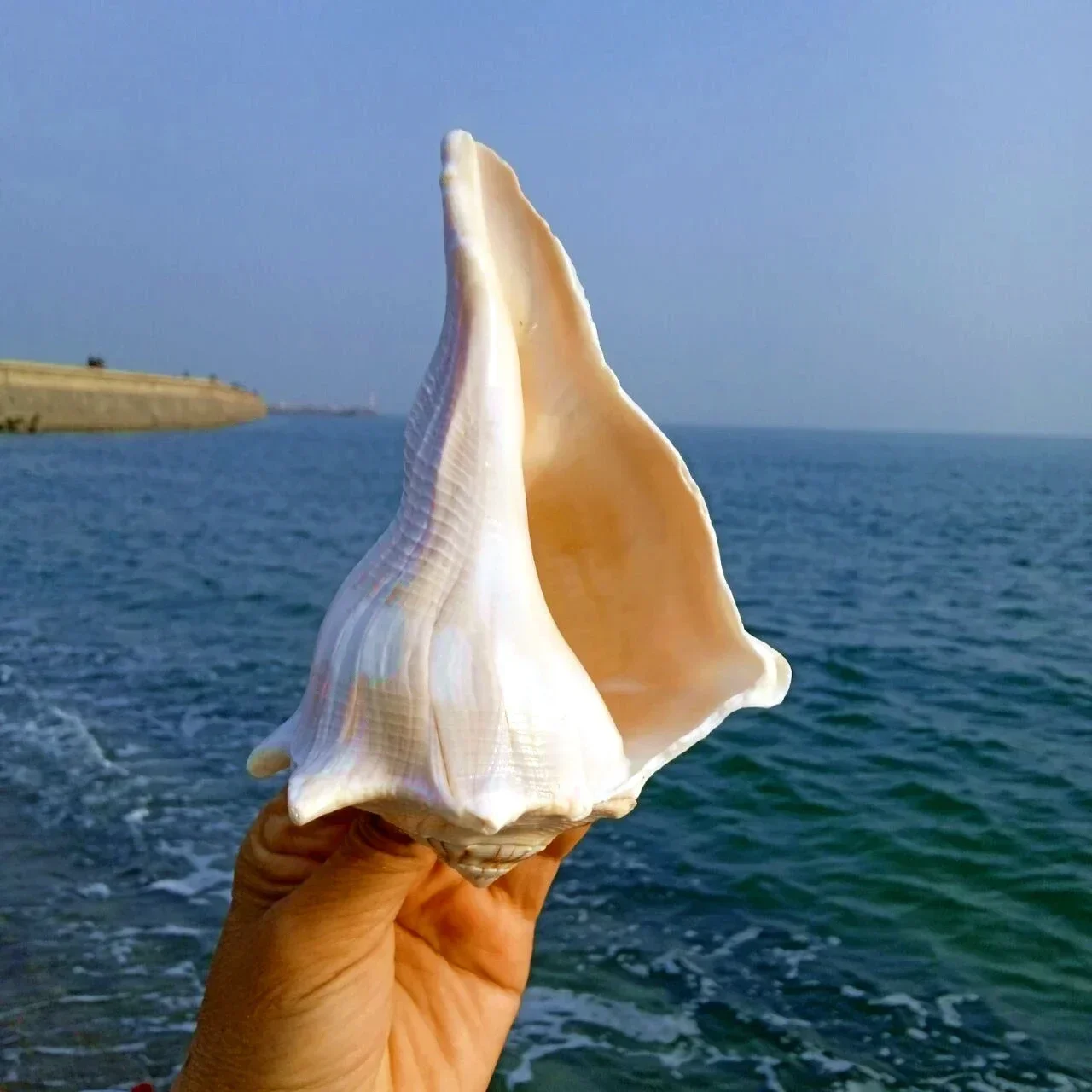 Natural Conch Shell Conch Fish Tank Ornaments Special Conch for Collection view 2