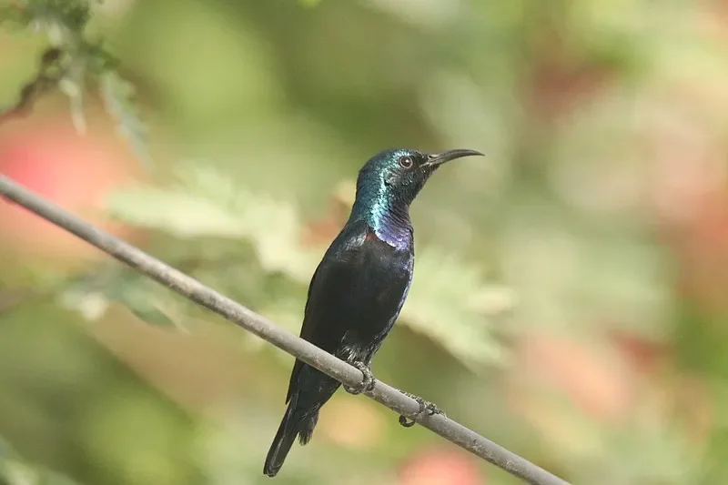 

Sulong SL326 1:14 Alloy RC Car - Electric Desert Off-Road Short Truck, Kids Boy Remote Control Toy