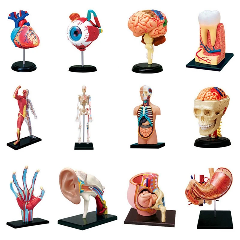 

-Torso Human Body Model Removable Parts Education Organs Model For Teaching Study Class Students