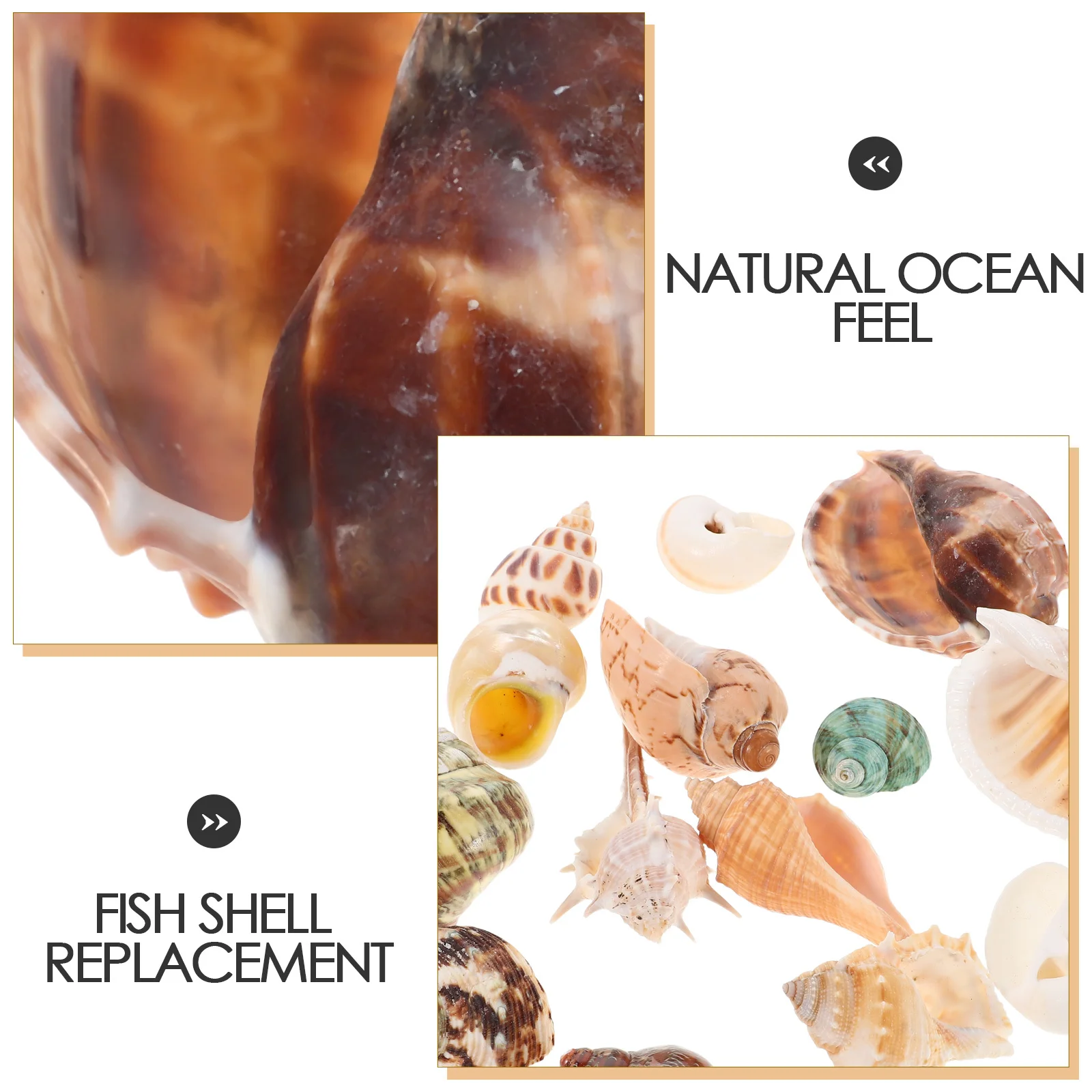 15 قطعة قذائف محارة طبيعية ملونة صدف حوض السمك ديكور خزان الأسماك الديكور الشاطئ موضوع الحرف زهرية حشو #4