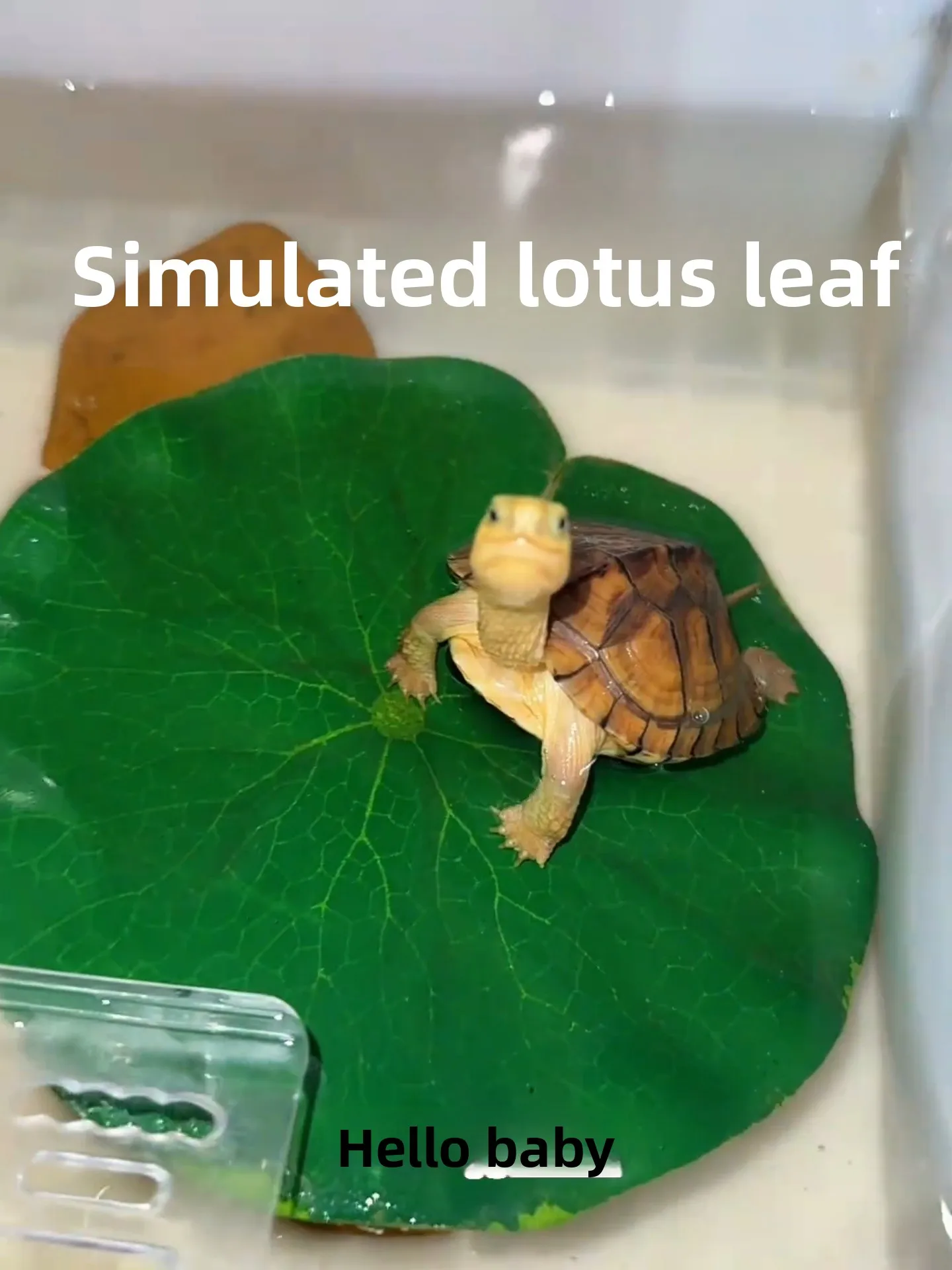 Large Size Turtle P…