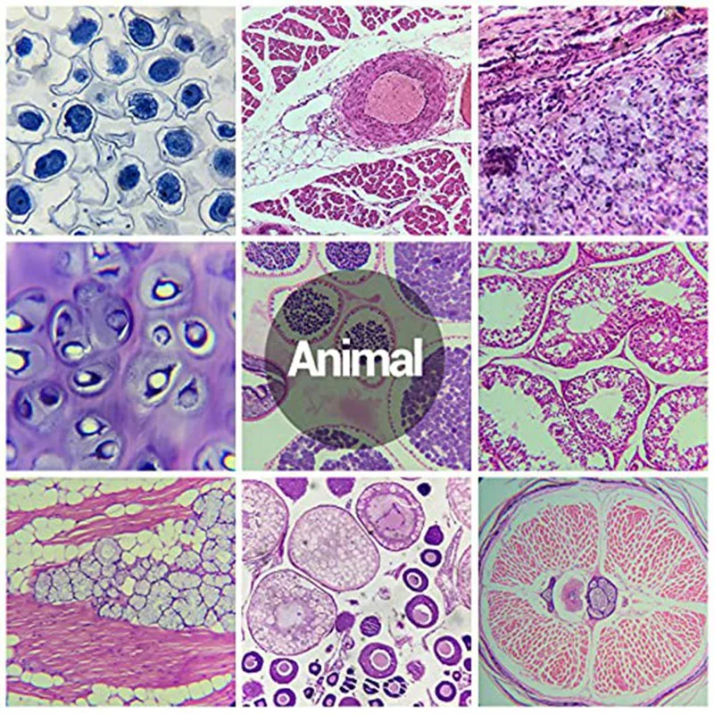 Microscope Slides with Specimens From Children, Microscope Slides for Adult Microbiology In Children,100PC