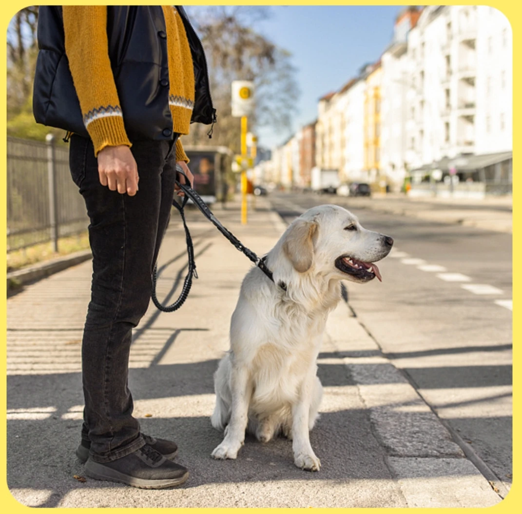 Heavy Duty Dog Leash with Elastic Bungee, Shock Absorption, Safety Clip Included, Medium and Large Dogs