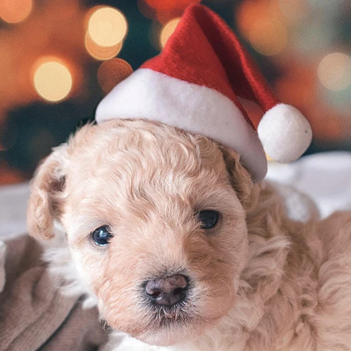 Christmas Pet Hat Cute Small Christmas Hat for Dogs Cat Christmas Party Decoration Supplies New Year Pet Clothes Gift Photo Prop