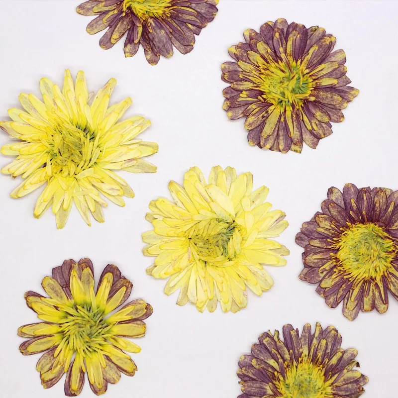 Fiore stampato a doppio petalo, cornice per foto fai da te, colla a goccia, custodia per telefono, materiale floreale, trucco viso, fiore vero fiore, 3,5-4cm/12 pz