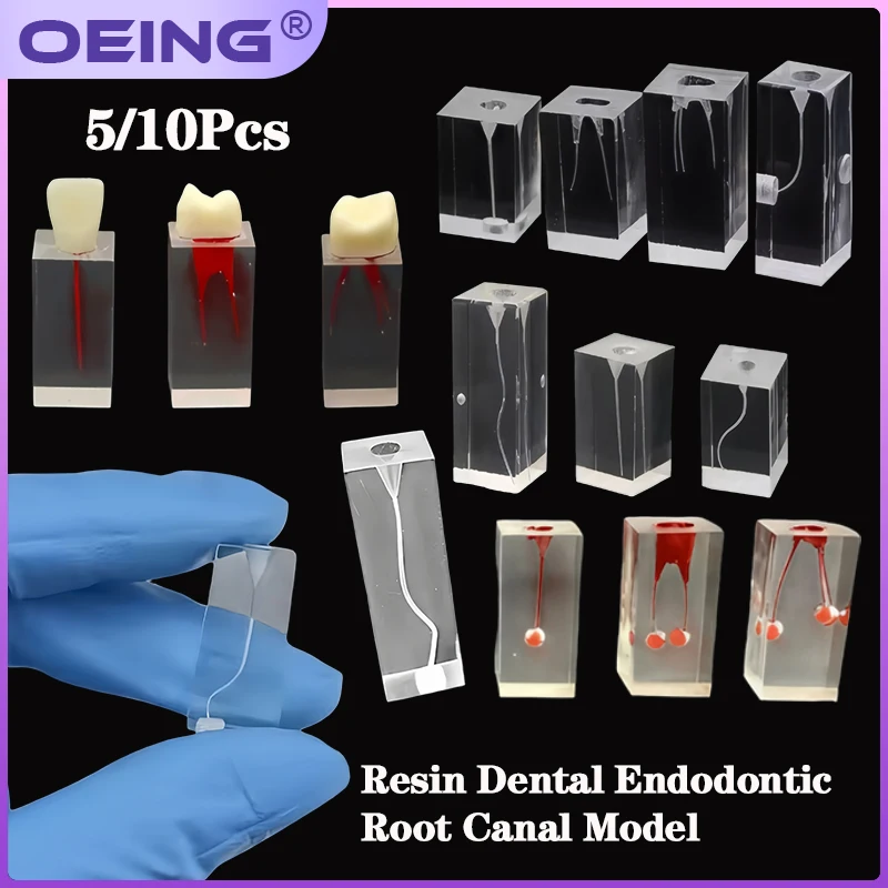 Dental Endo Teeth Model Root Canal Practice RCT Training Block Pulp Cavity Endodontic Clear Demo for Student Study Exam Dentist