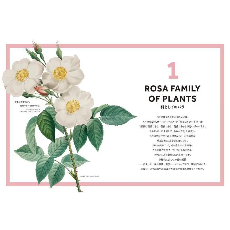 The Story Of Roses Peter E Kkielski Charles Phillips Graphics Company 9784766135596 Book