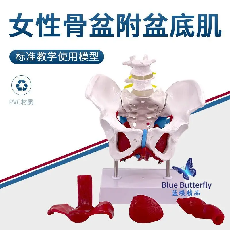 Movable female pelvic model, pelvic joint, sacral pubic structure, obstetrics and gynecology demonstration, teaching medicine