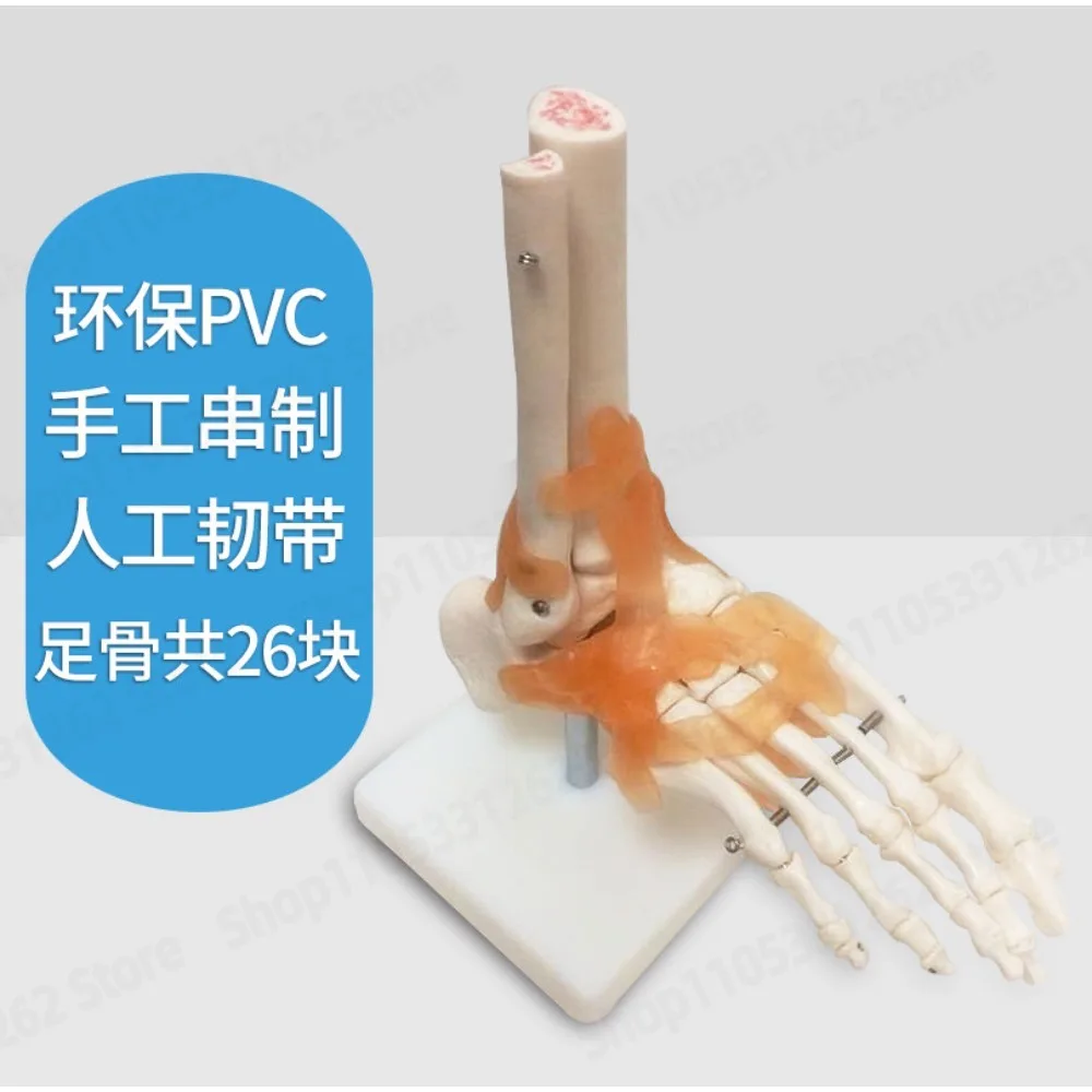 Human Foot Bone Anatomy Model Foot Skeletal Structure Ankle Fibula Phalanges for Medical Teaching