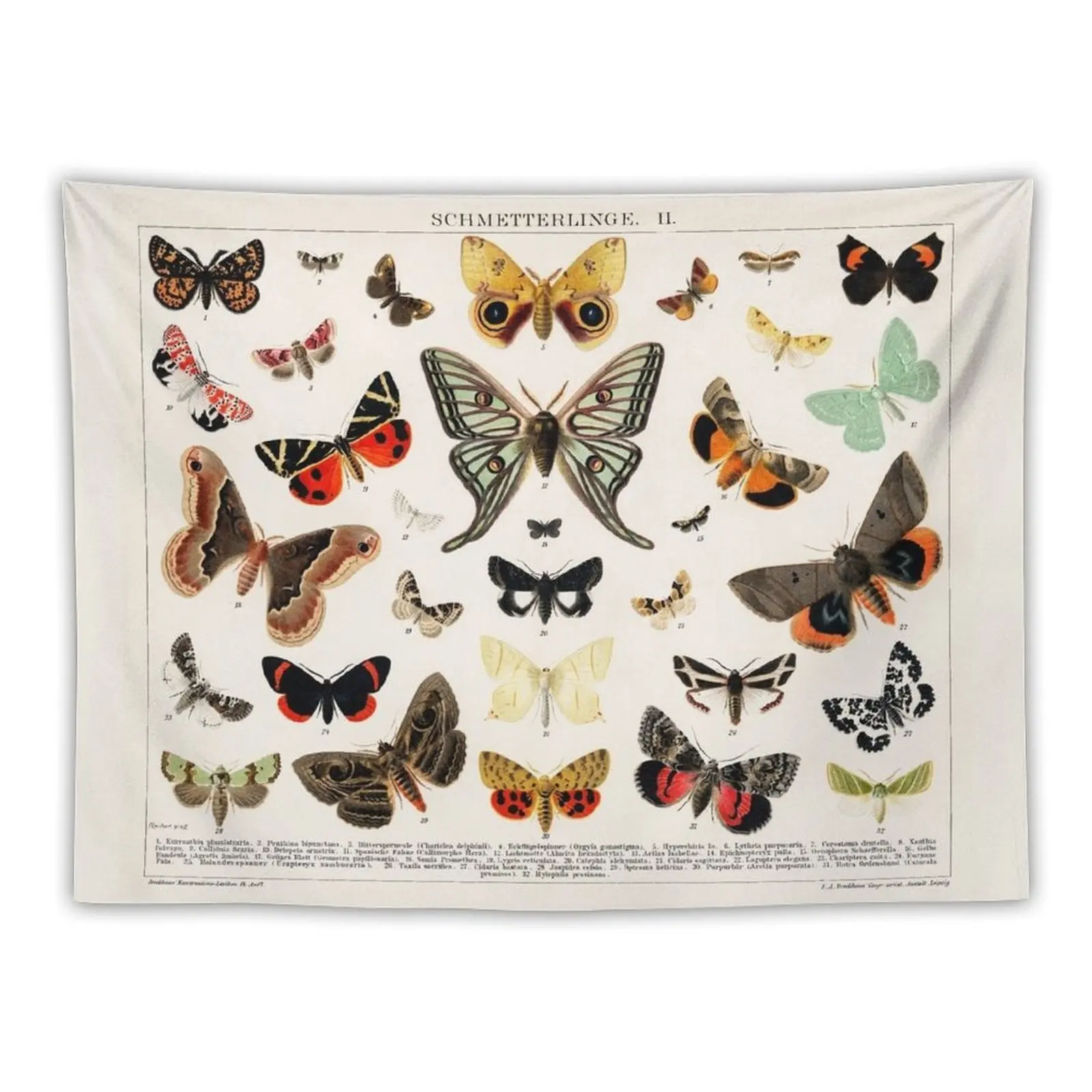 

1894 Antique Butterfly Classification Illustration Tapestry Bedroom Decor Bedrooms Decorations Tapestry